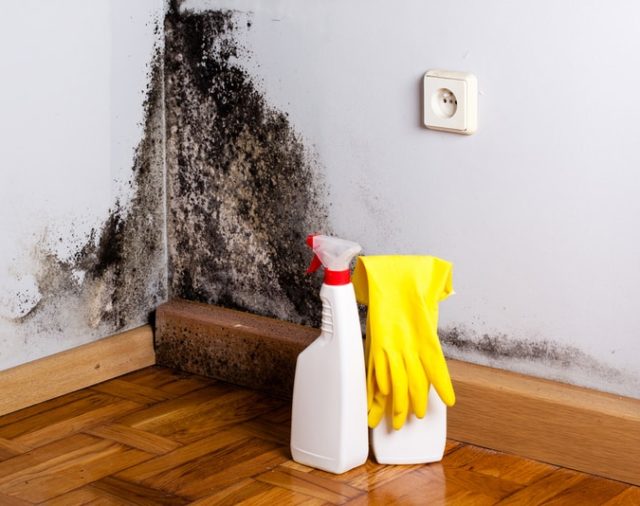 Jak poradzić sobie z pleśnią w domu?